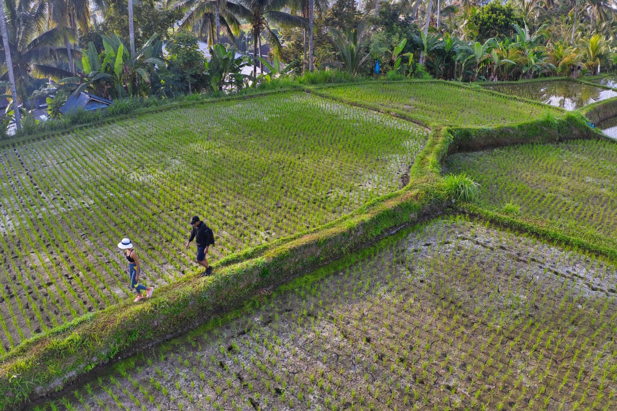 Nandini Jungle By Hanging Gardens Ubud Esterno foto